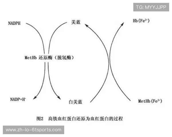足球铁元素管理是否关乎球员比赛期血红蛋白维持与耐力表现